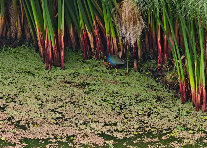 El Humedal Tingua Azul: un aula viva para fortalecer el cuidado de la Casa Común
